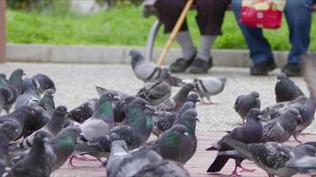 animal oiseau pigeons sur le sol video