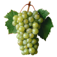 AI generated grape portrait isolated on transparent background, generative ai png