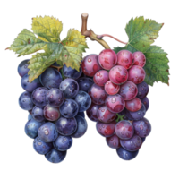 AI generated grape portrait isolated on transparent background, generative ai png