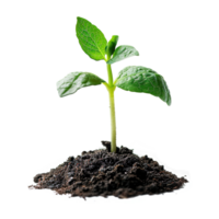 AI generated Green seedling growing from soil isolated on transparent background png