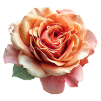 ai gerado rosa flor isolado em transparente fundo png