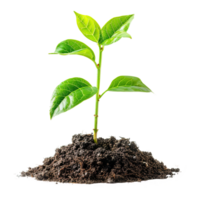AI generated Green seedling growing from soil isolated on transparent background png