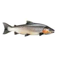 ai gerado salmão peixe isolado em transparente fundo png
