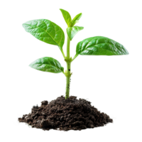 AI generated Green seedling growing from soil isolated on transparent background png