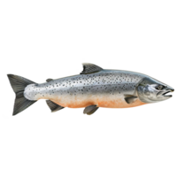 ai generado salmón pescado aislado en transparente antecedentes png
