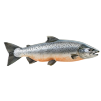 ai généré Saumon poisson isolé sur transparent Contexte png