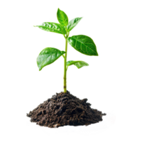 AI generated Green seedling growing from soil isolated on transparent background png