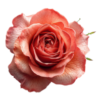 ai generiert Rose Blume isoliert auf transparent Hintergrund png