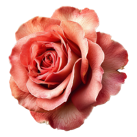 ai generiert Rose Blume isoliert auf transparent Hintergrund png