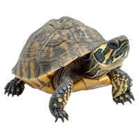 AI generated Turtle isolated on transparent background png