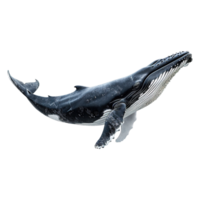 AI generated Whale isolated on transparent background png