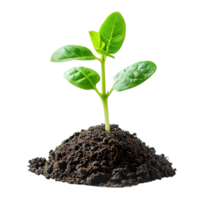 AI generated Green seedling growing from soil isolated on transparent background png