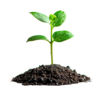 AI generated Green seedling growing from soil isolated on transparent background png