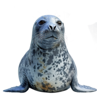 ai gerado foca isolado em transparente fundo png