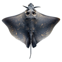 ai generado conjunto de mantarraya aislado en transparente antecedentes png