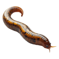 AI generated Worm isolated on transparent background png