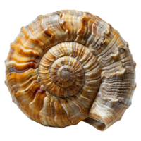 AI generated Spiral shell isolated on transparent background png