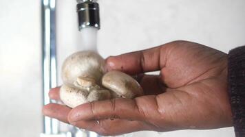 hand washing mushroom with water sprinkling video