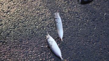 Two small fish are resting on the asphalt road surface, video