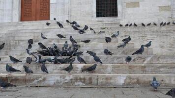 Stock doves with feathered beaks adapt to sharing asphalt with people at events video
