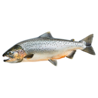 ai generiert Lachs Fisch isoliert auf transparent Hintergrund png