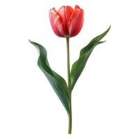 AI generated Tulip flower isolated on transparent background png