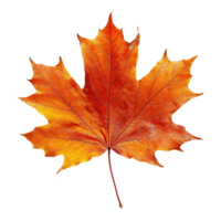 AI generated Autumn maple leaf isolated on transparent background png