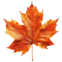 AI generated Autumn maple leaf isolated on transparent background png