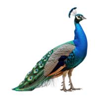 AI generated Peacock isolated on transparent background png