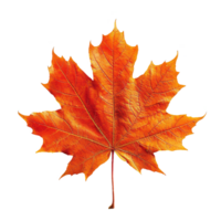 AI generated Autumn maple leaf isolated on transparent background png