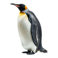 ai genererad pingvin isolerat på transparent bakgrund png