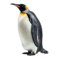 ai gerado pinguim isolado em transparente fundo png