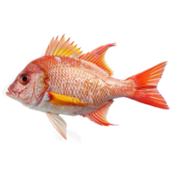 ai gerado vermelho pargo peixe isolado em transparente fundo png