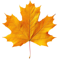 AI generated Autumn maple leaf isolated on transparent background png