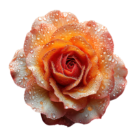 ai generado naranja Rosa flor aislado en transparente antecedentes png