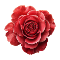 ai generiert rot Rose Blume isoliert auf transparent Hintergrund png