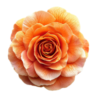 ai généré Orange Rose fleur isolé sur transparent Contexte png