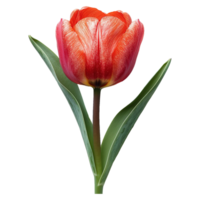 ai gegenereerd tulp bloem geïsoleerd Aan transparant achtergrond png