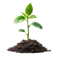 AI generated Green seedling growing from soil isolated on transparent background png