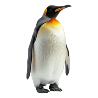 ai gegenereerd pinguïn geïsoleerd Aan transparant achtergrond png