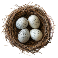 AI generated Eggs in nest isolated on transparent background png