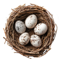 ai generado huevos en nido aislado en transparente antecedentes png