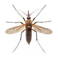 ai generado mosquito aislado en transparente antecedentes png