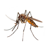 ai generado mosquito aislado en transparente antecedentes png