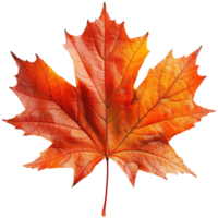 AI generated Autumn maple leaf isolated on transparent background png