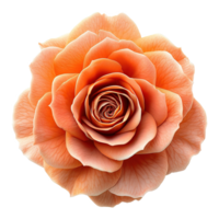 ai généré Orange Rose fleur isolé sur transparent Contexte png