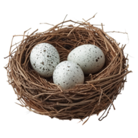 AI generated Eggs in nest isolated on transparent background png