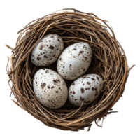 AI generated Eggs in nest isolated on transparent background png