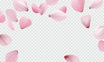 Pink sakura falling petals vector