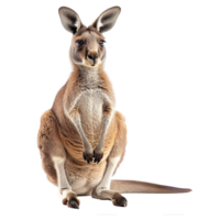 ai generiert Känguru isoliert auf transparent Hintergrund png